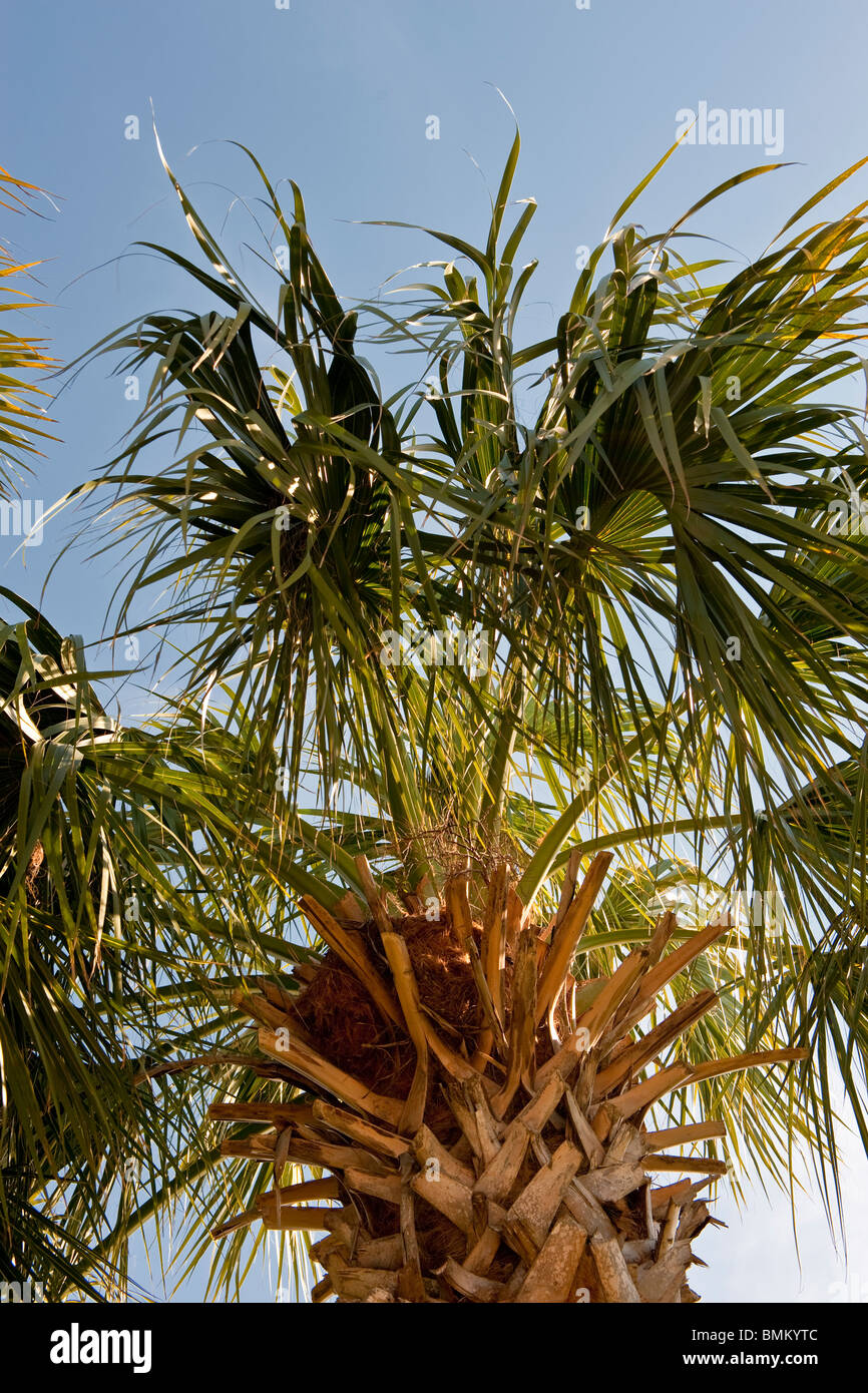 Kohl-Palme auch bekannt als Carolina Palm gegen blauen Himmel. Stockfoto