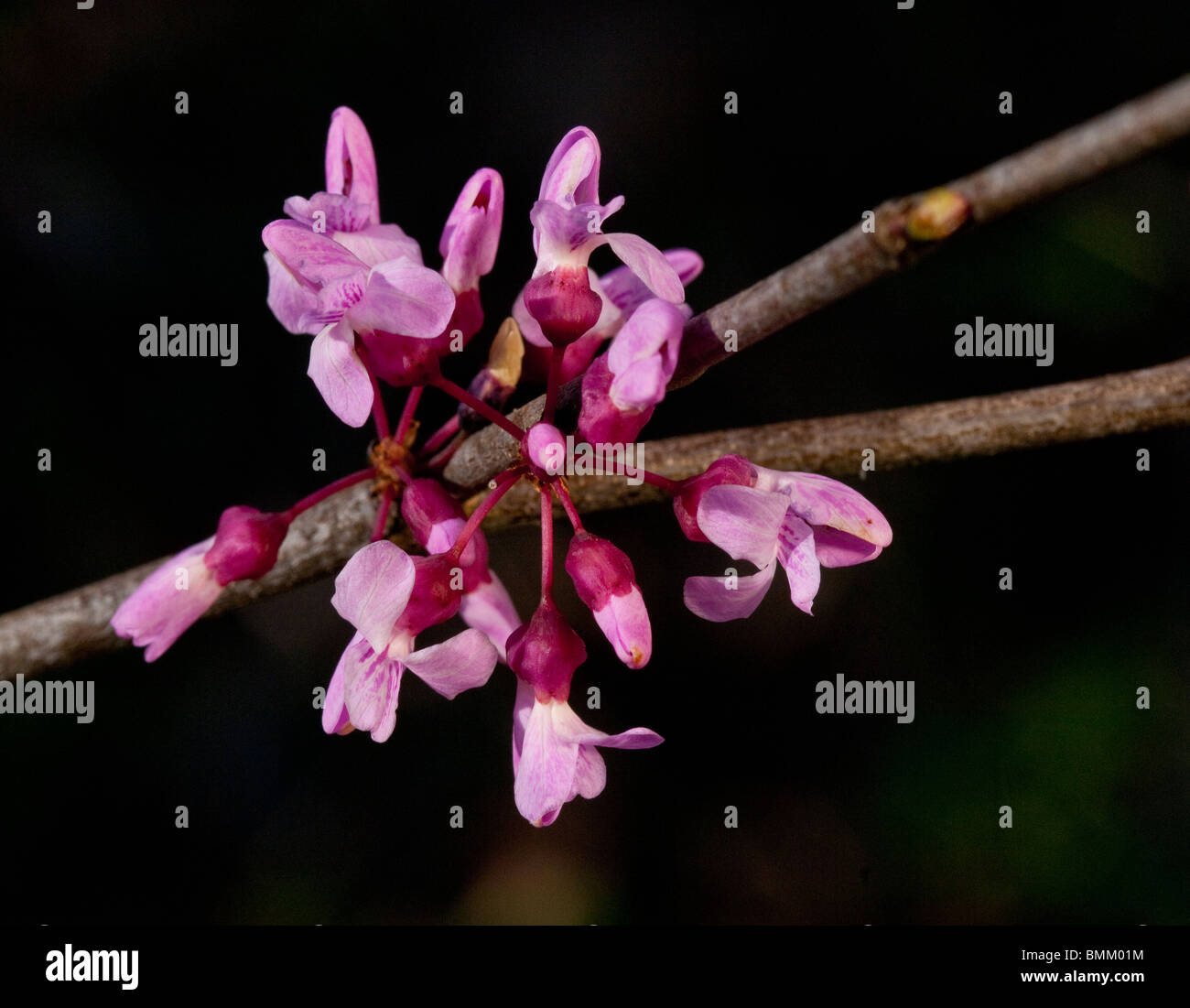 Rosa Blüten der östlichen Redbud Baum genannt auch Judas-Baum Stockfoto