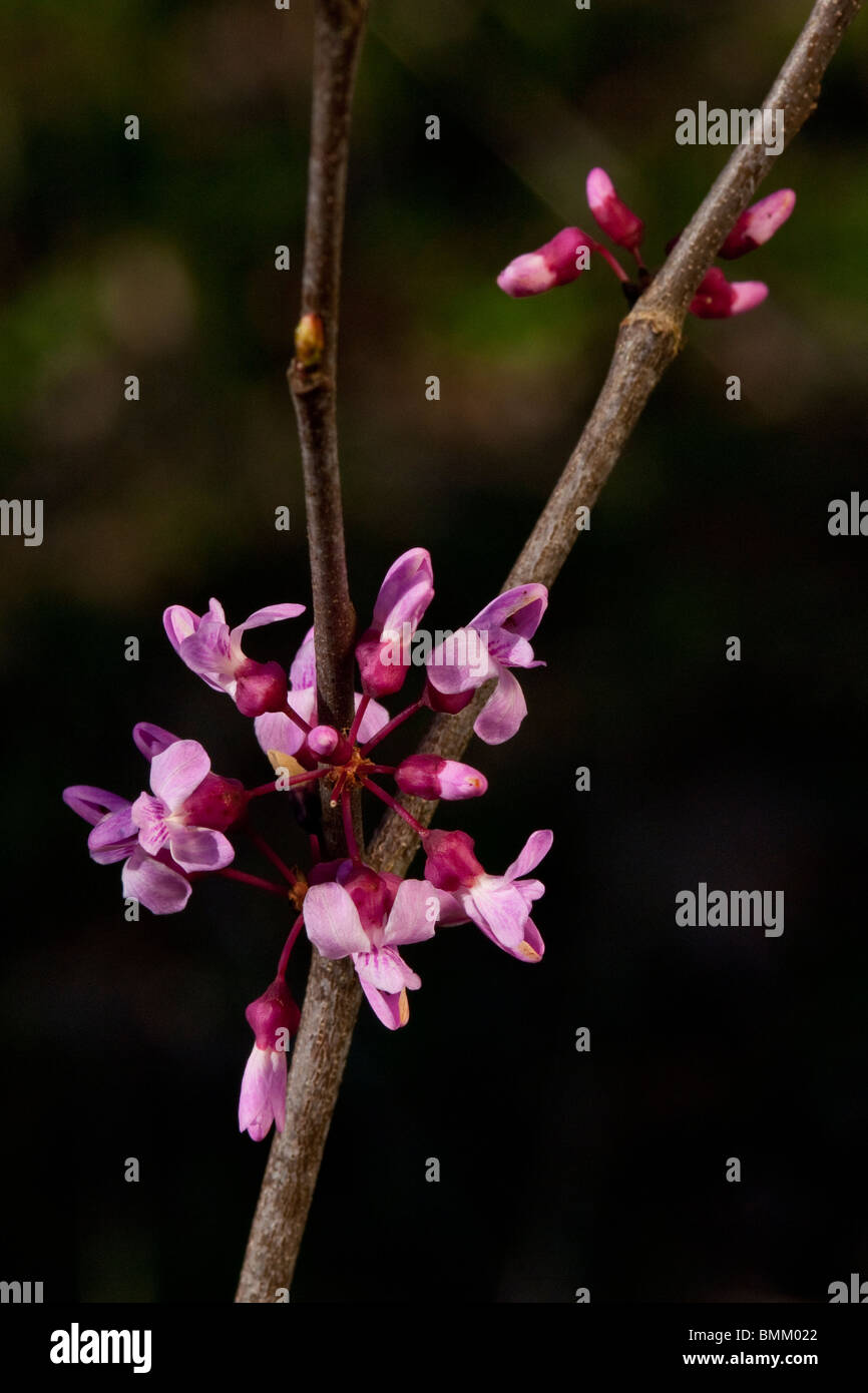 Rosa Blüten der östlichen Redbud Baum genannt auch Judas-Baum Stockfoto