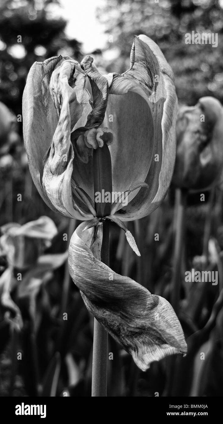 Black And White Nahaufnahme von einem sterbenden Tulpe Trockenblumen. Stockfoto