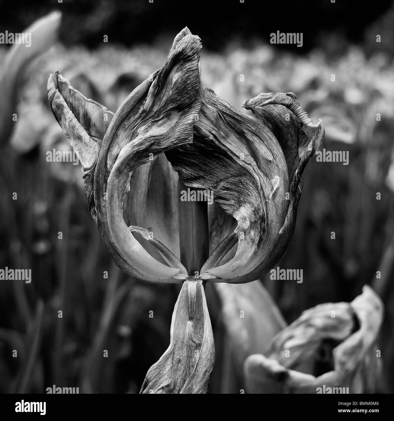 Black And White Nahaufnahme von einem sterbenden Tulpe Trockenblumen. Stockfoto