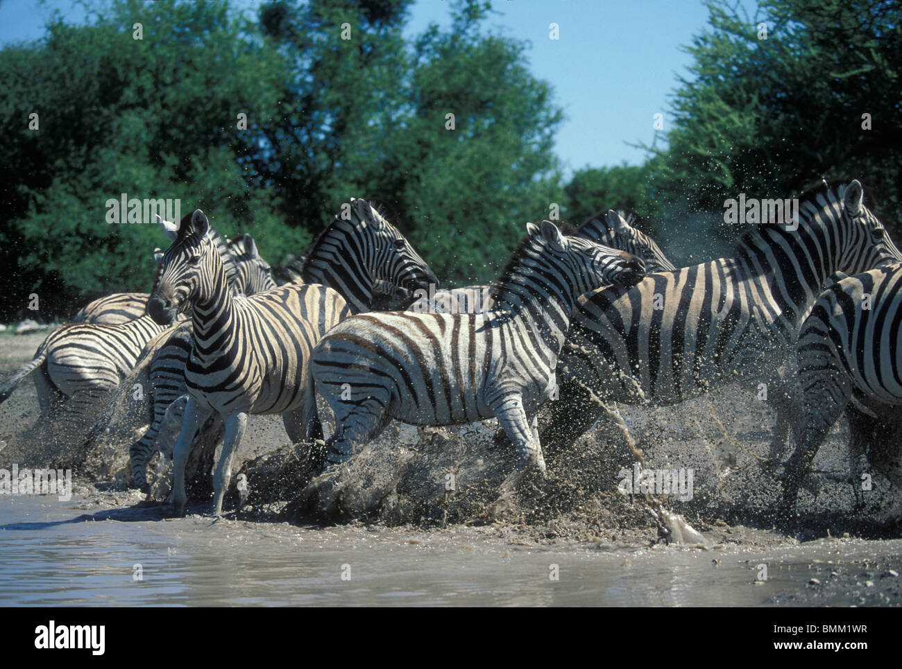 Namibia, Etosha Nationalpark, Plains Zebra Herde (Equus Burchelli) Gerät in Panik und läuft vom Wasserloch Stockfoto