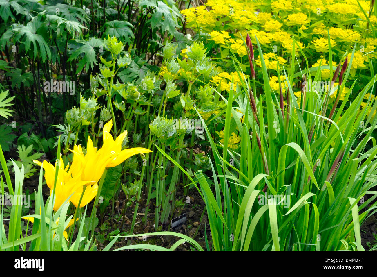 Gelbe Tulpen und Laub - in eine Grenze bei Kiftsgate Garten, Cotswolds, Gloucestershire, UK Stockfoto