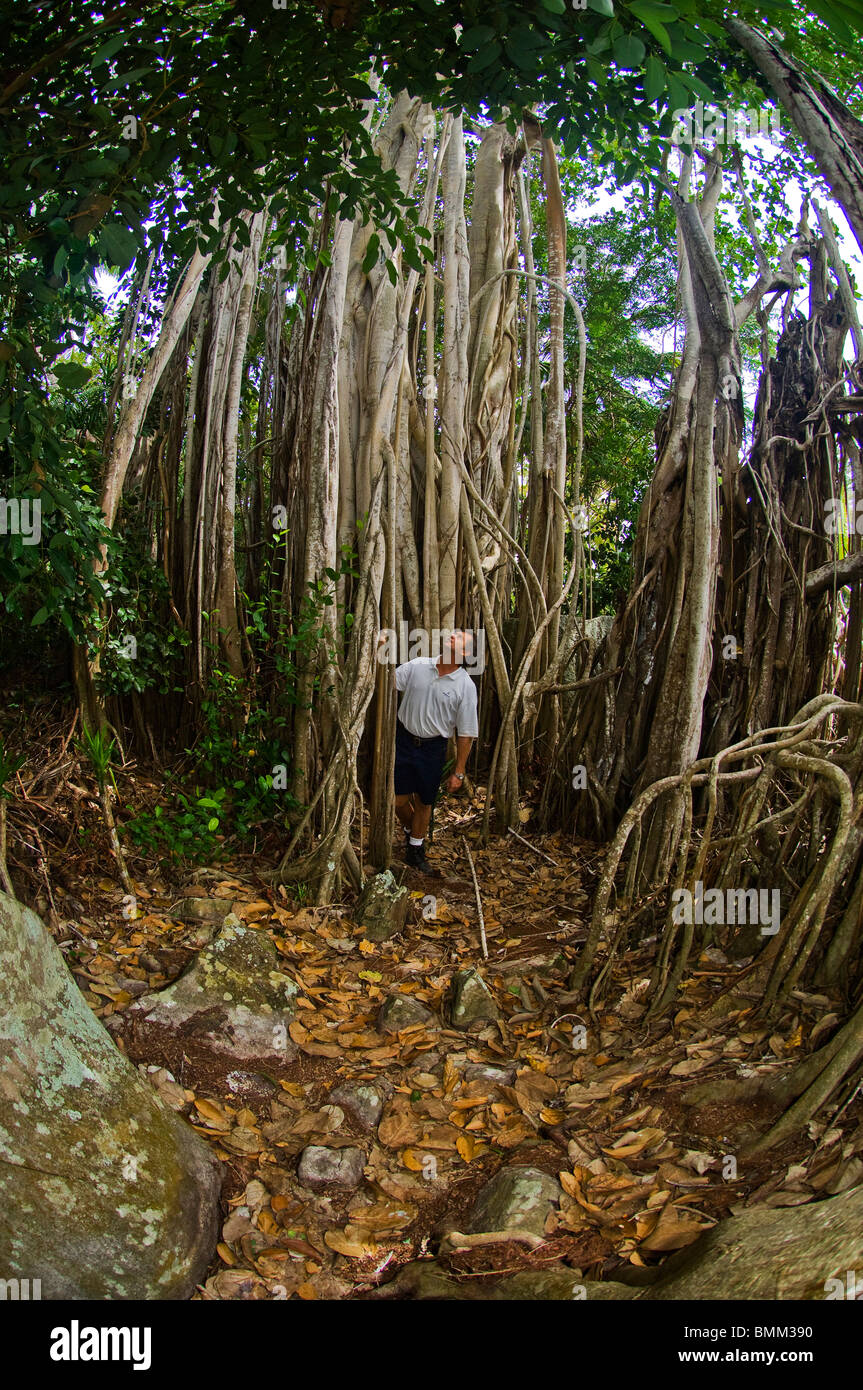 Steve Hill auf die Natur Fuß durch Banyan-Bäume Stockfoto