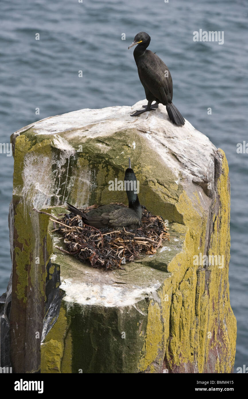 Europäische Shag (Phalacrocorax Aristotelis) paar am Nest, Grundnahrungsmittel Insel, Farne Islands, Northumberland, England, Europa, Juni Stockfoto