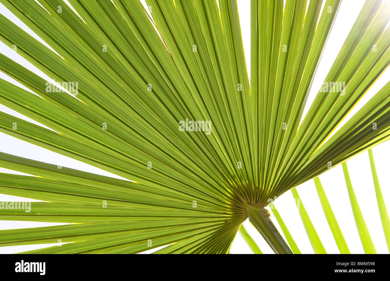 Grünes Palmblatt abstraktes Muster auf weißem Hintergrund Stockfoto