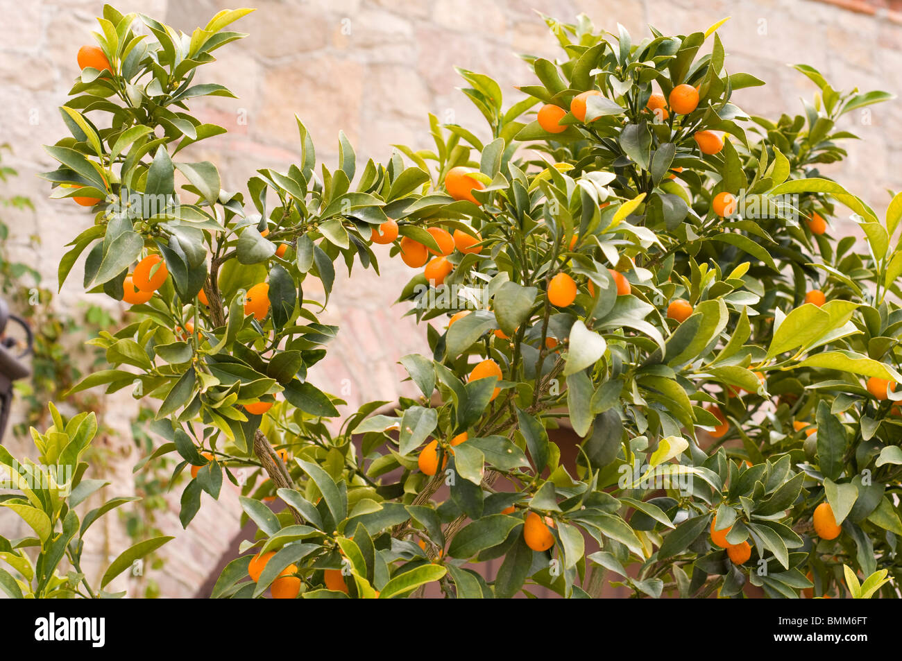 Dekorative Mini orange Baum Stockfoto