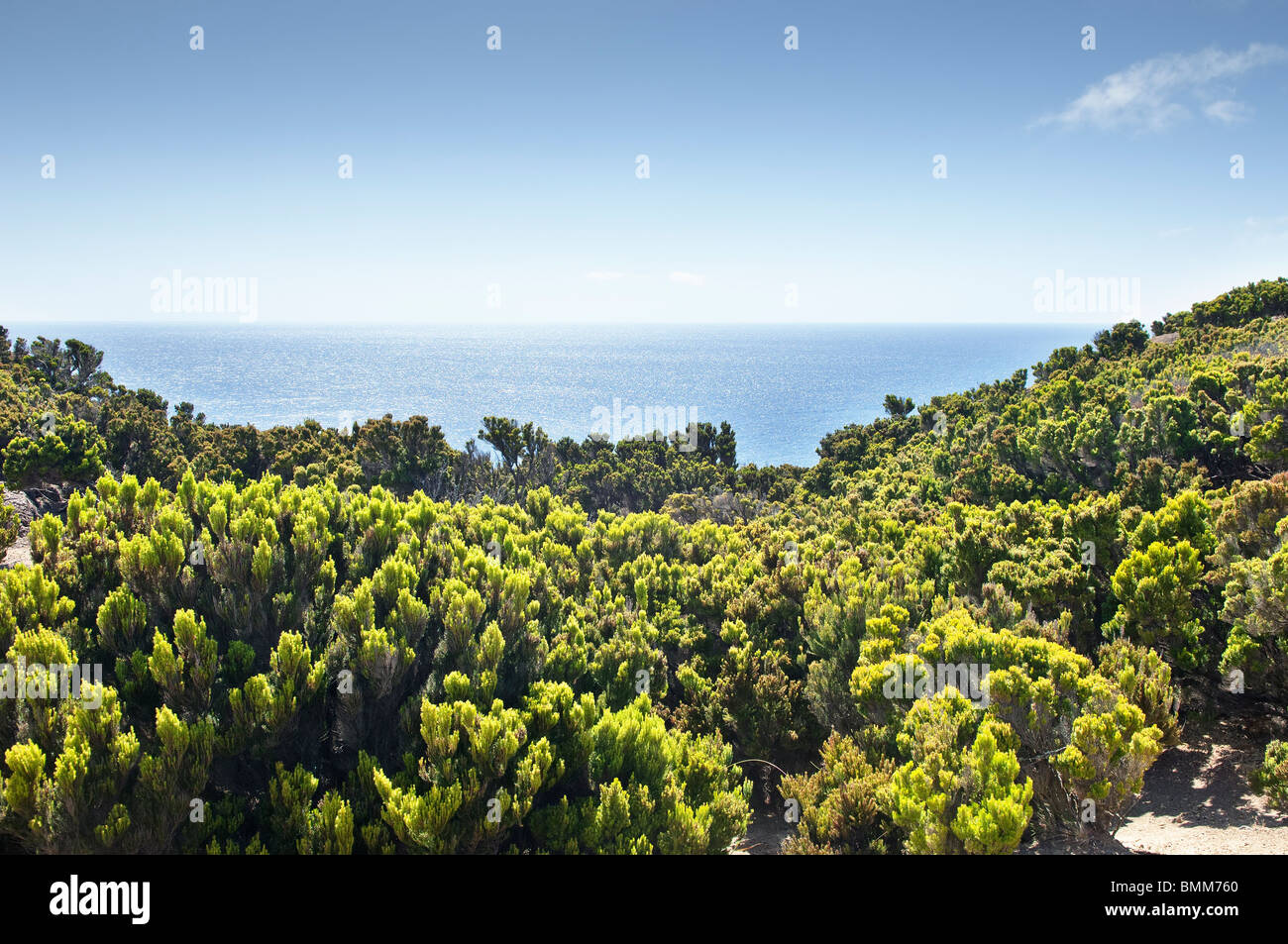Wacholder Bushs in Faial Küste, Azoren, Portugal Stockfoto