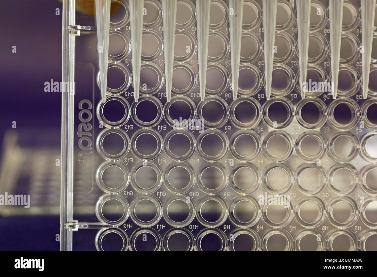 Pipette mit Mikrotestplatte in Laborumgebung Stockfoto