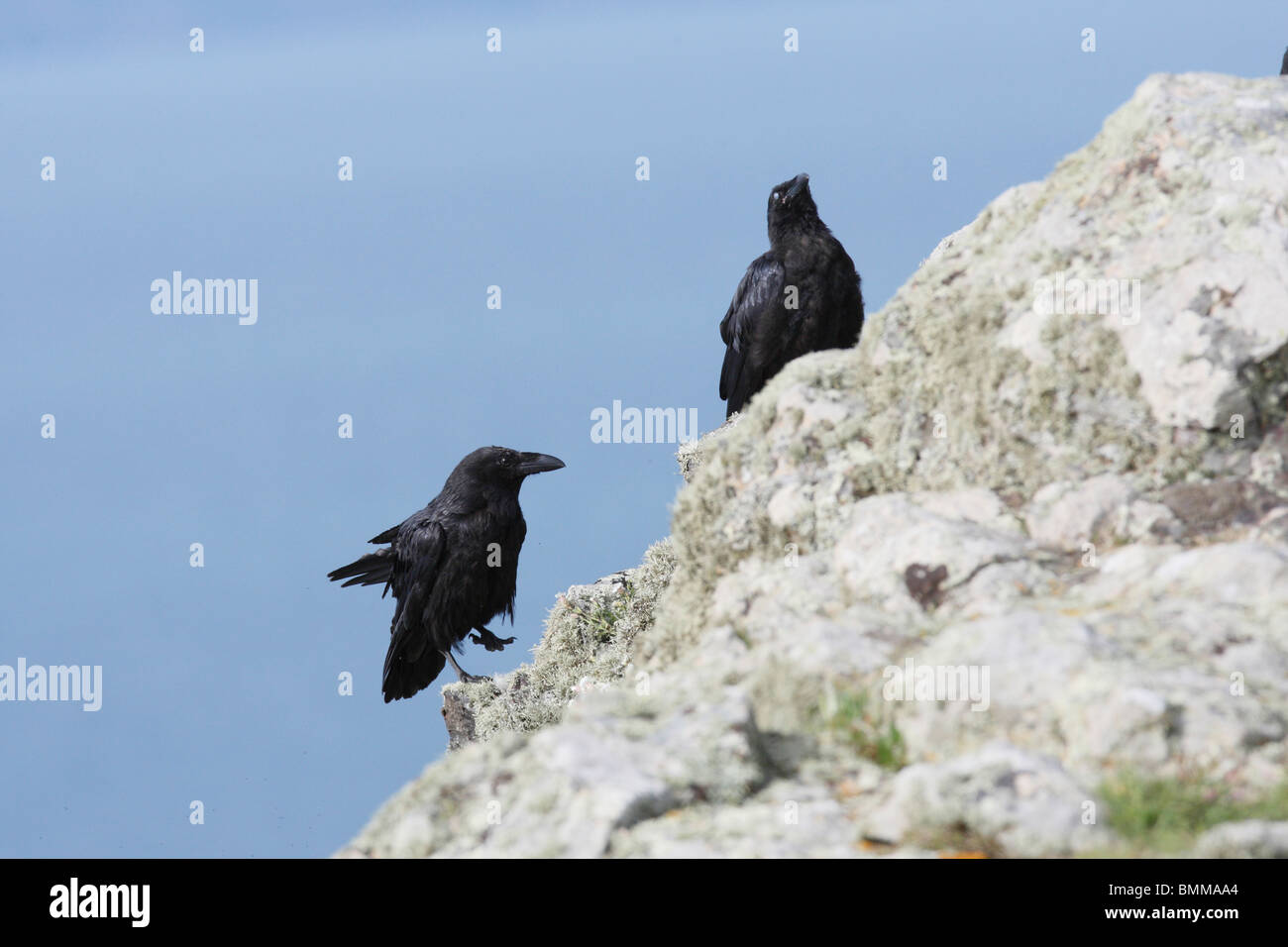 Rabe auf Felsen sitzend Stockfoto