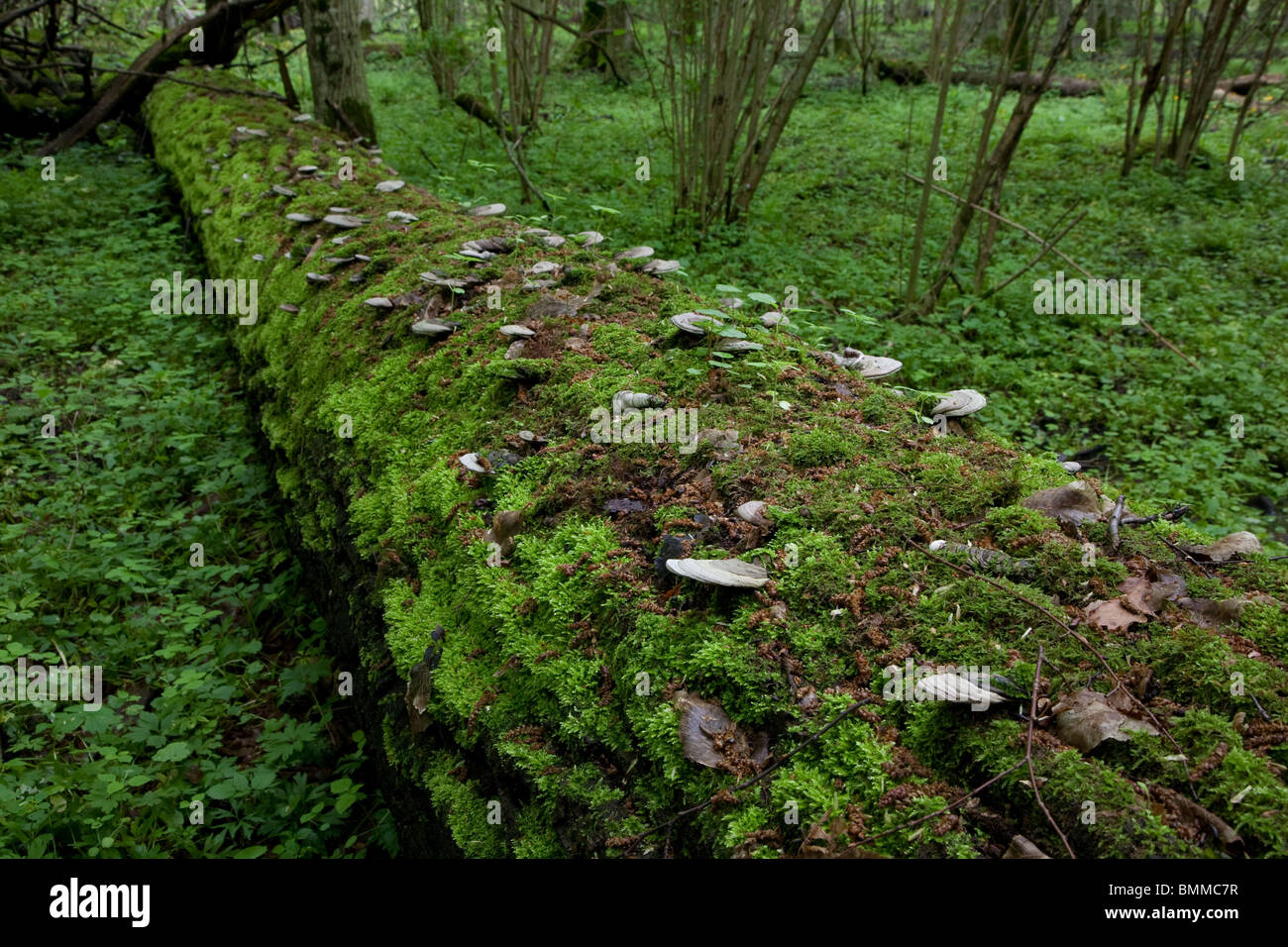 Baum-Protokoll liegen Moos bedeckt mit viel Pilze gebrochen Stockfoto