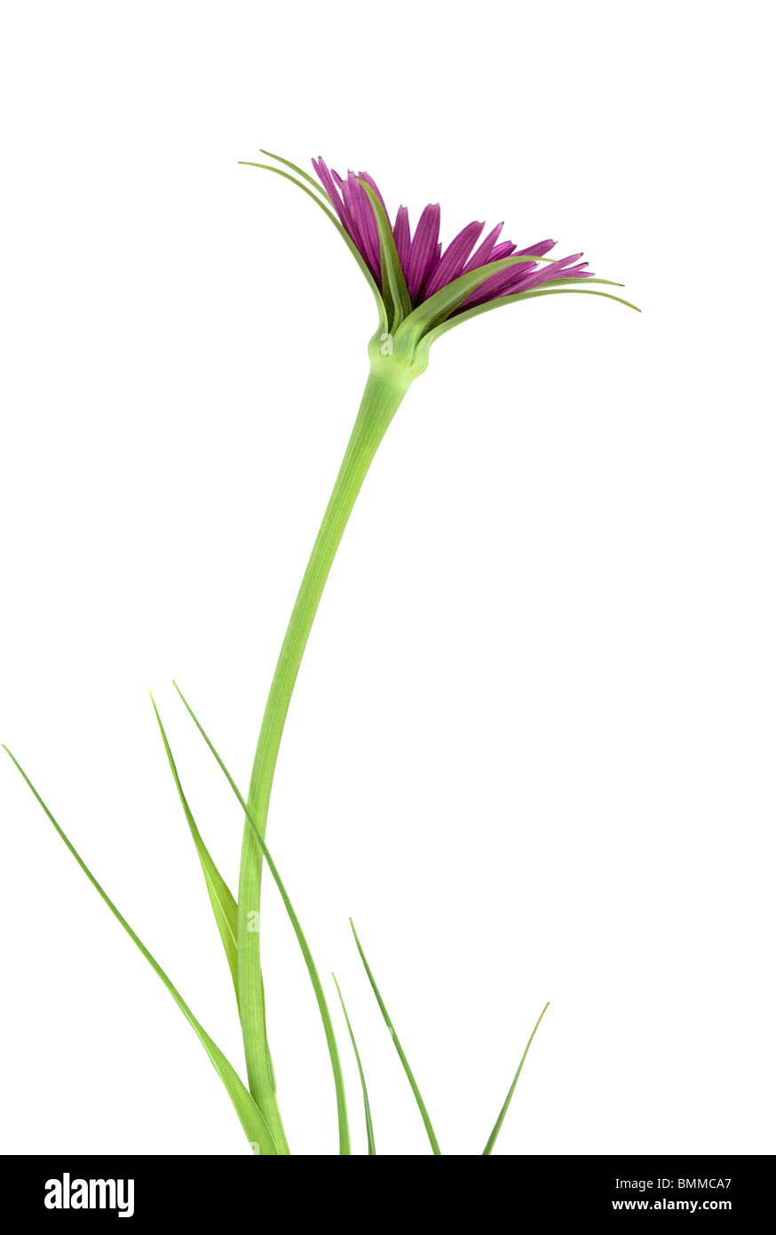 UN-named lila Blume auf einem weißen Hintergrund Stockfoto