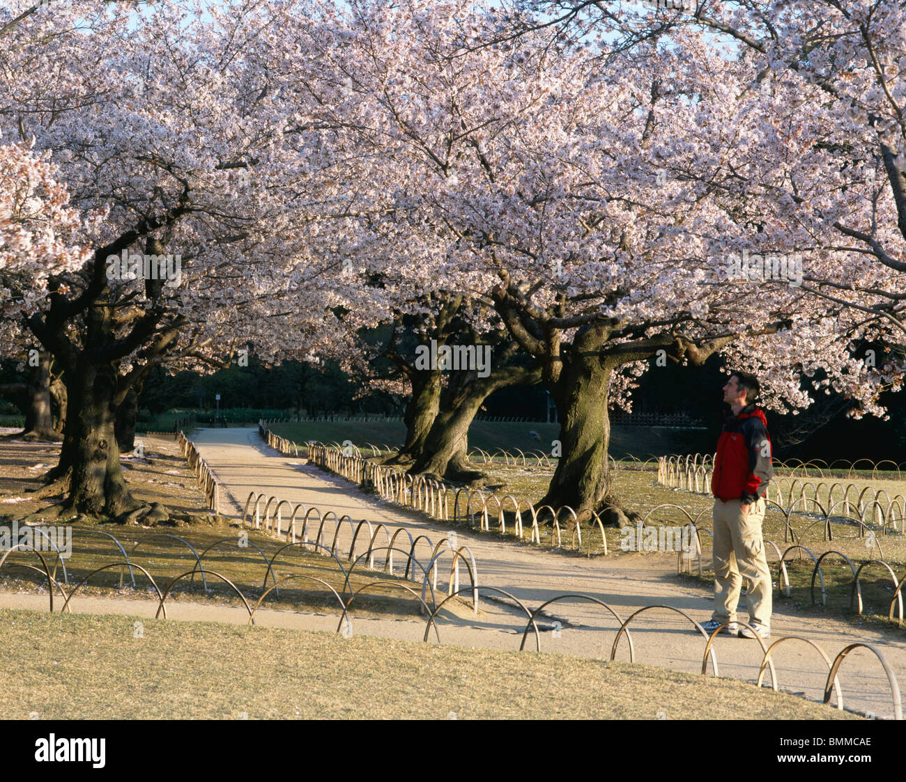 Koraku-En, ist Korakuen einen japanischen Garten befindet sich in Okayama, Okayama Präfektur. Stockfoto