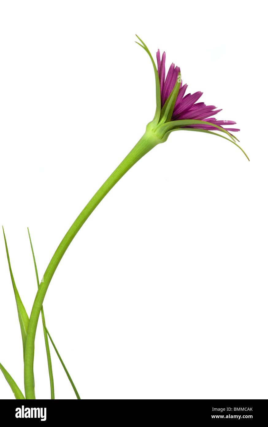 UN-named lila Blume auf einem weißen Hintergrund Stockfoto