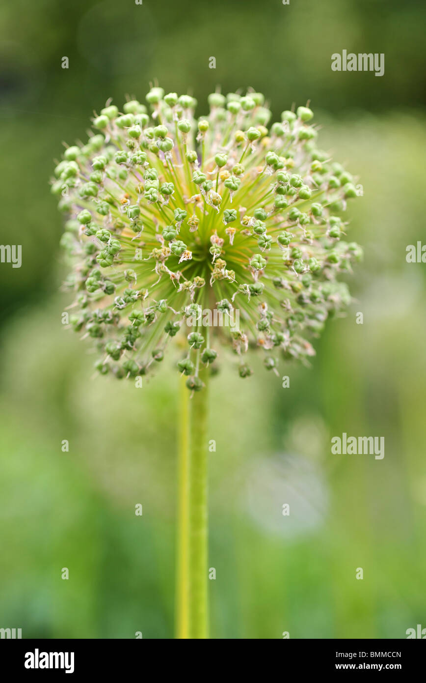 Allium Giganteum, auch bekannt als Giant Zwiebel Stockfoto
