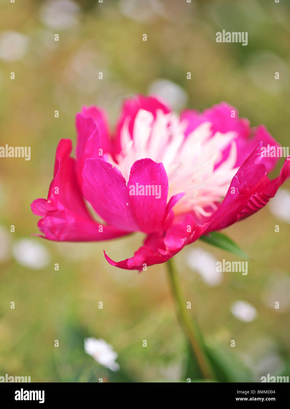 Paeonia Lactiflora, auch chinesische Pfingstrose Stockfoto