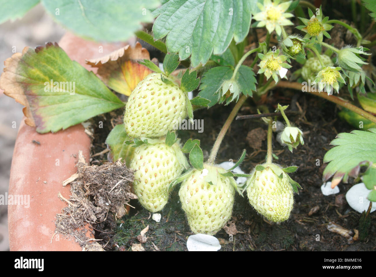 Unreife Erdbeeren Fragaria Ananassa (Erdbeere) wachsen in einem "Erdbeer Topf Stockfoto
