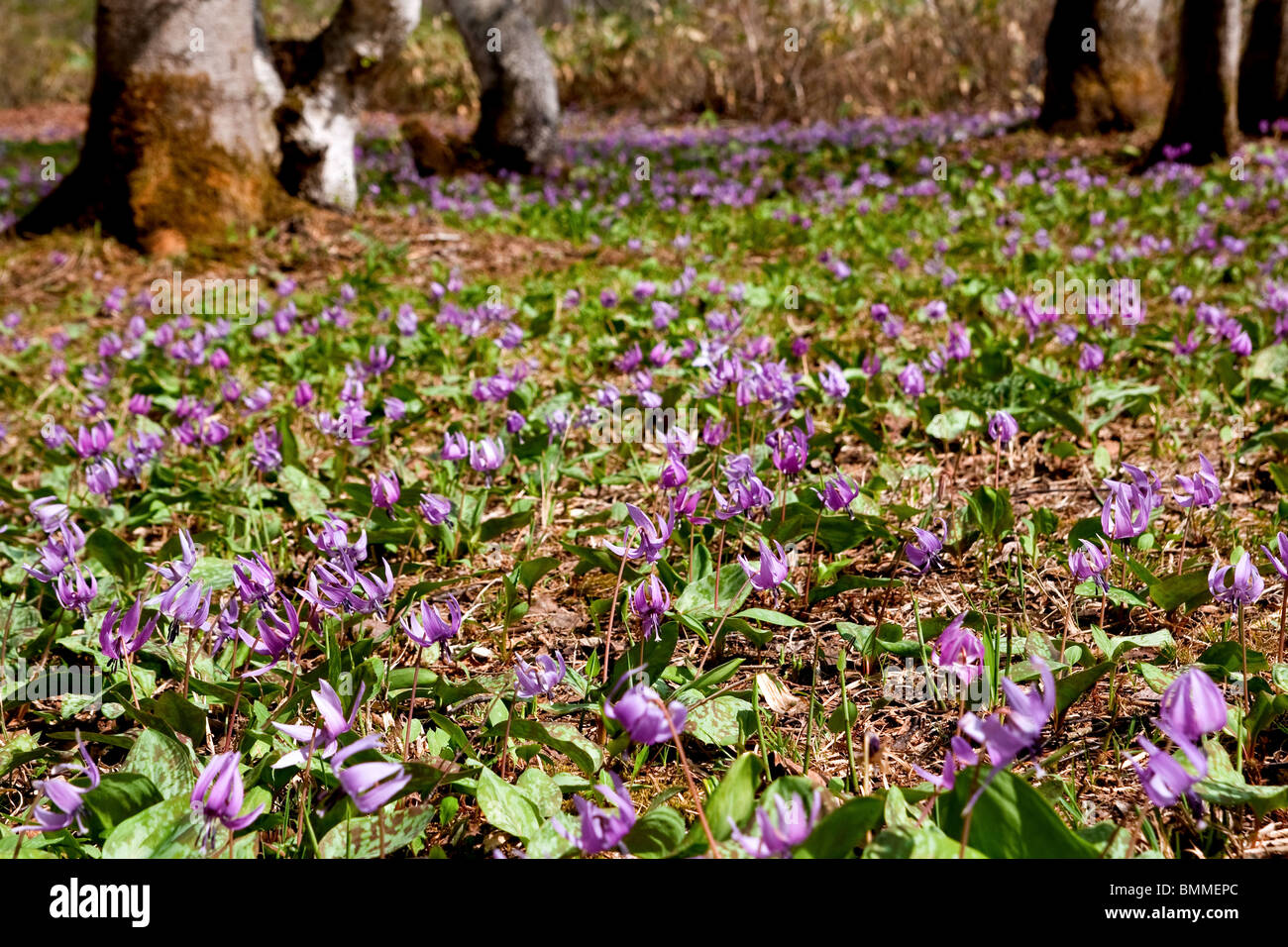 Katakuri keine Hana oder Hunde Zahn violett, (Erythronium Japonicum) blühen bis in den bergigen Wäldern des Togakushi, Japan. Stockfoto