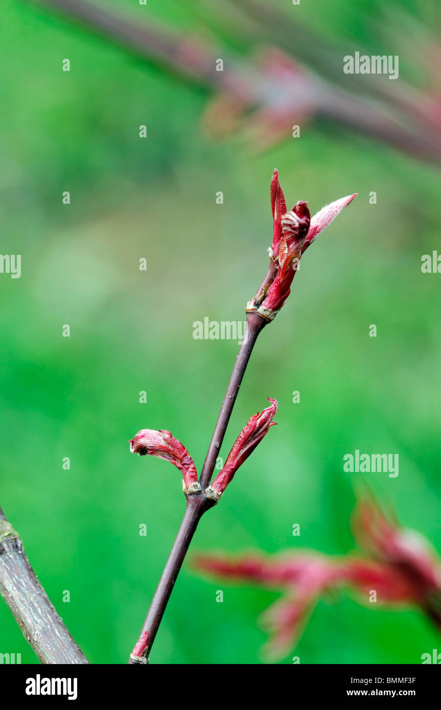 Acer Palmatum Blatt Knospe hell Scharlach rot Frühling Frühling japanischer Ahorn glatt japanischer Ahorn Laubbaum Stockfoto
