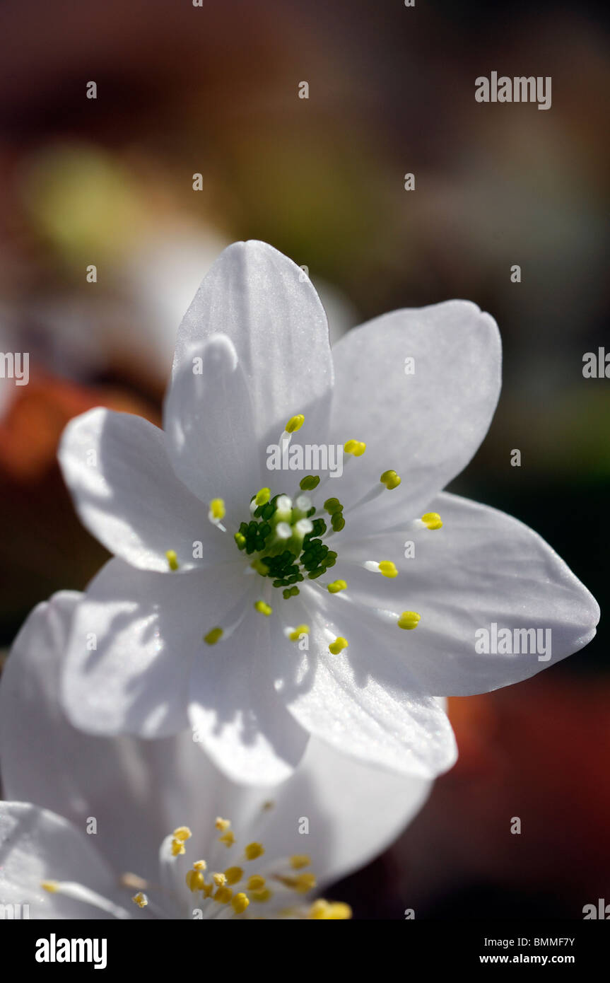 Thalictrum Thalictroides Rue-Anemone Anemone kurzlebige Pflanze Butterblume Familie weiß Frühlingsblumen Stockfoto