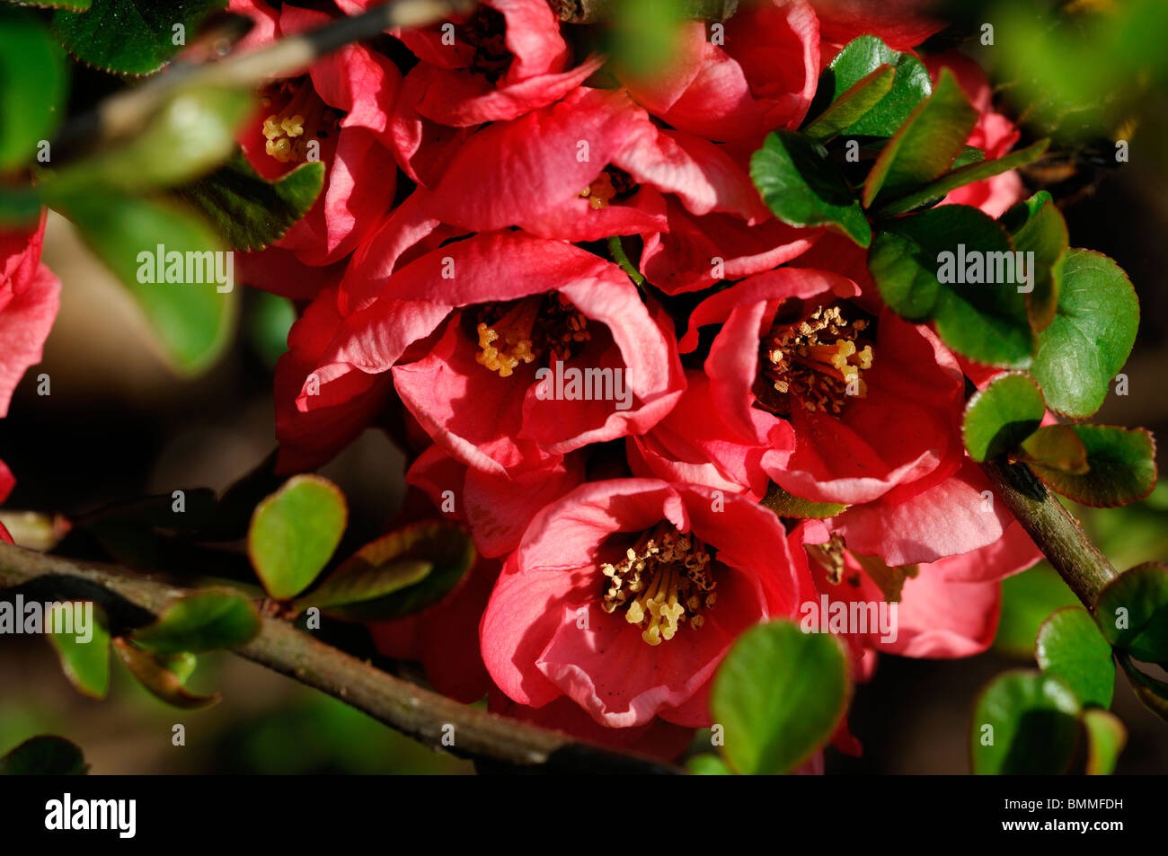 Blühende Quitte Chaenomeles Speciosa Cardinalis Sorte winterhart