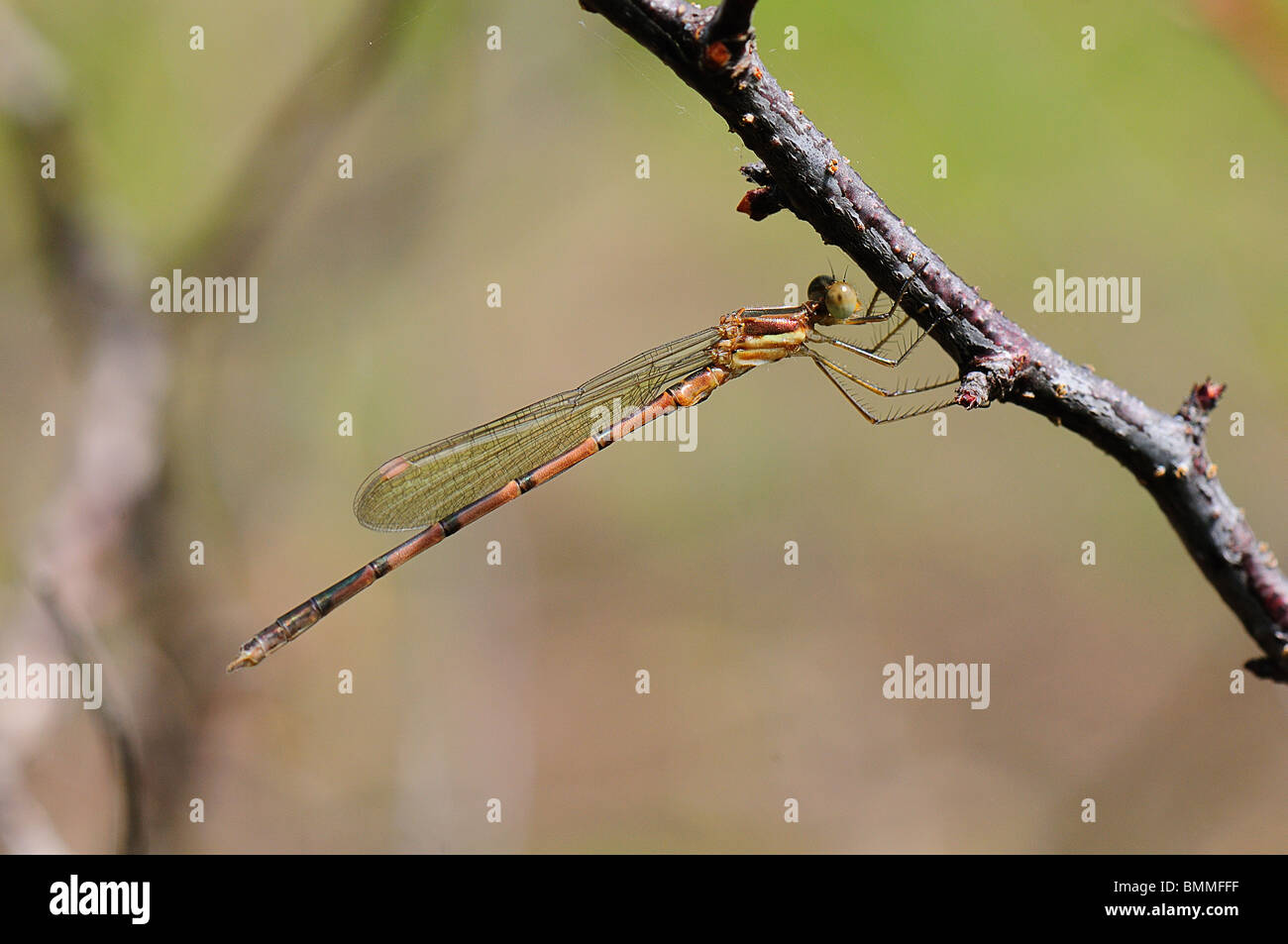 Spreadwing Damselfly Stockfoto