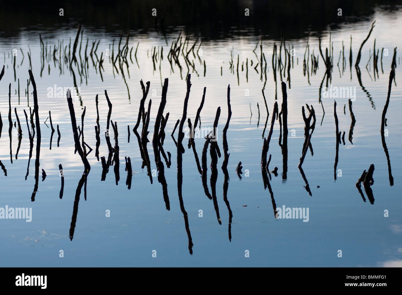 Tote Zweige spiegelt sich in eine brackige Lagune im Nord-Ost-Tasmanien Stockfoto