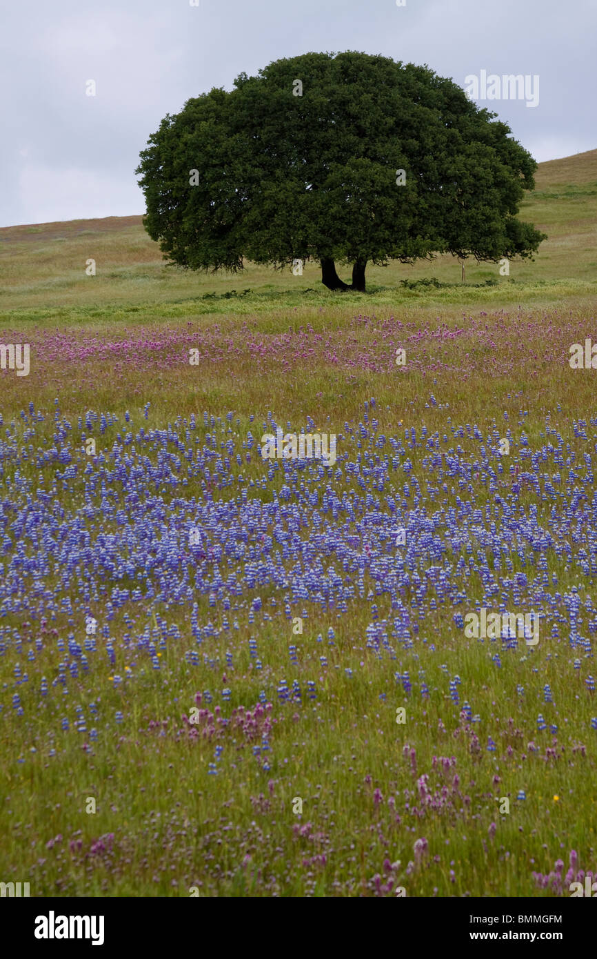 Buntes Feld von Wildblumen mit einem großen Baum im Frühling Stockfoto