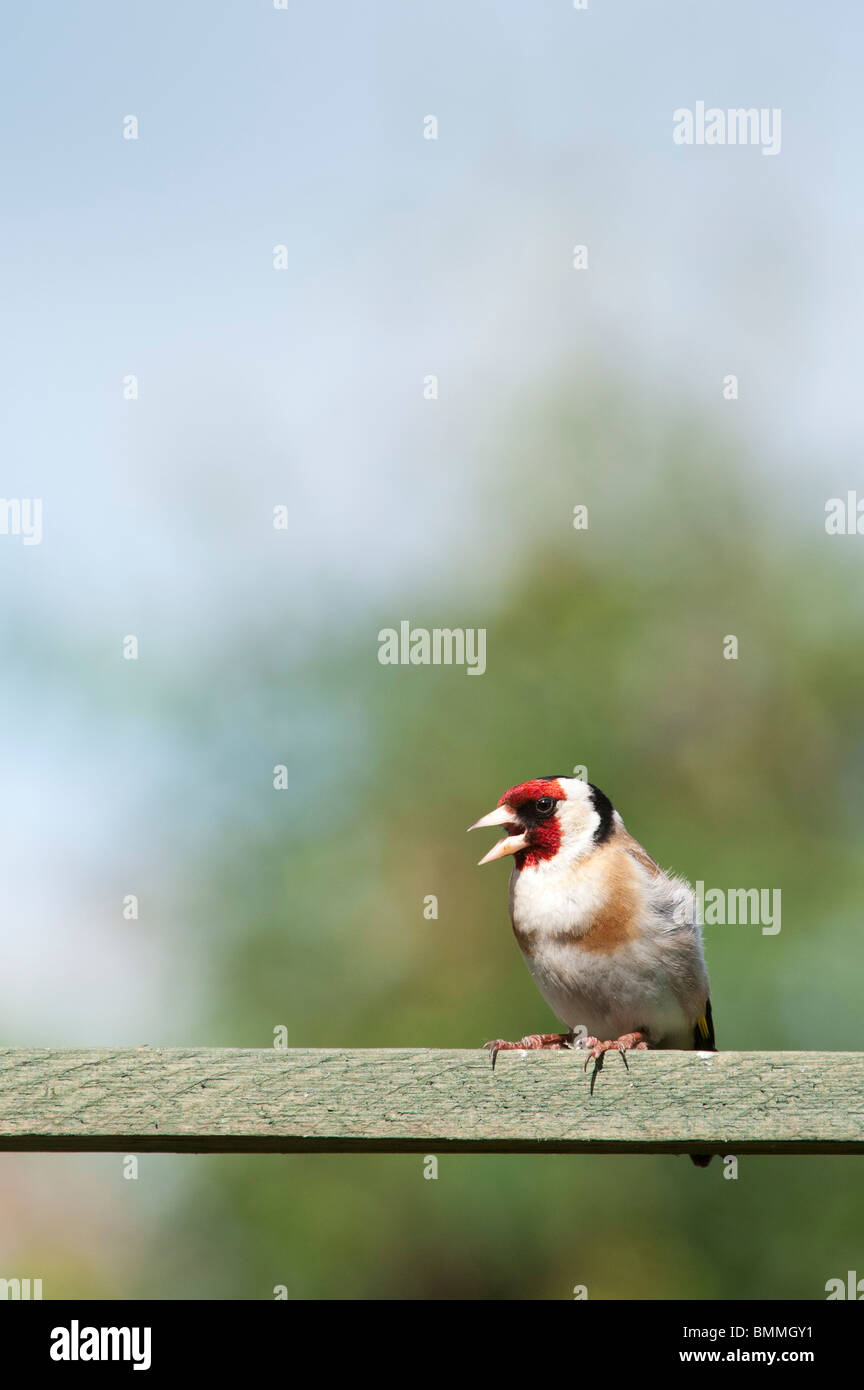 Stieglitz im Englischen Garten. Großbritannien Stockfoto