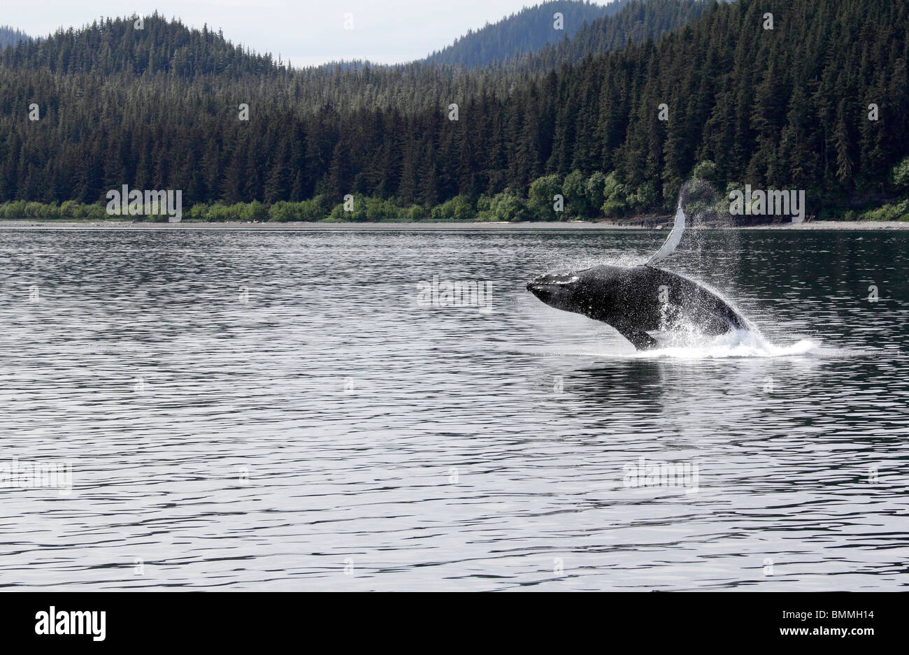 Buckelwal vor eisigen Straits Punkt Alaskas 4 verletzt Stockfoto