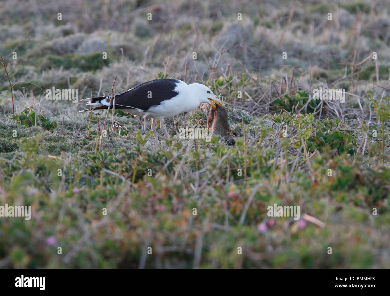 Großen geschwärzt Backed Gull schlucken insgesamt einen Kaninchen töten Stockfoto