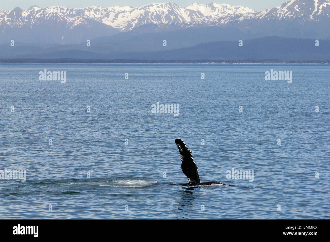 Buckelwale-Fluke winken vor eisigen Straits Punkt Alaskas Stockfoto