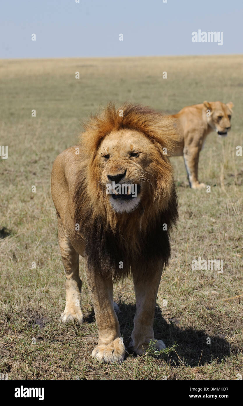 Löwe (Pathera Leo) Knurren, Masai Mara Game Reserve, Kenia Stockfoto