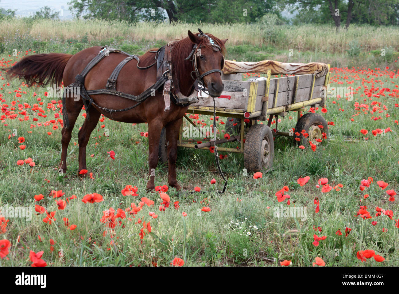 Inländische Pferd, Equus Caballus, Pferd mit Wagen im Mohnfeld, Bulgarien, Mai 2010 Stockfoto