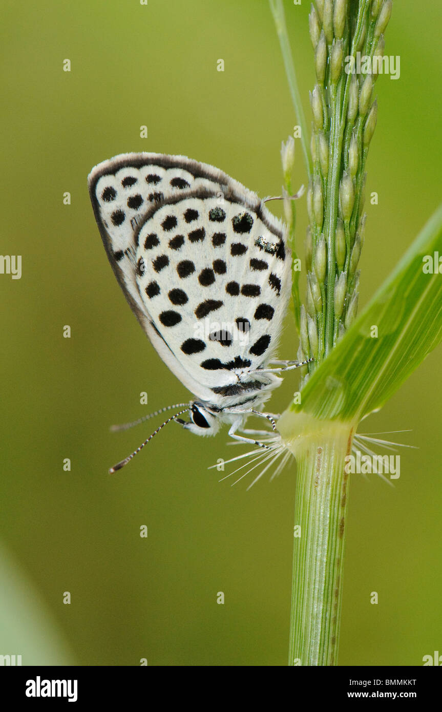 Weißen Schmetterling ruht auf Grass Stamm, Tswalu Desert Reserve, Kalahari-Wüste, Südafrika entdeckt Stockfoto