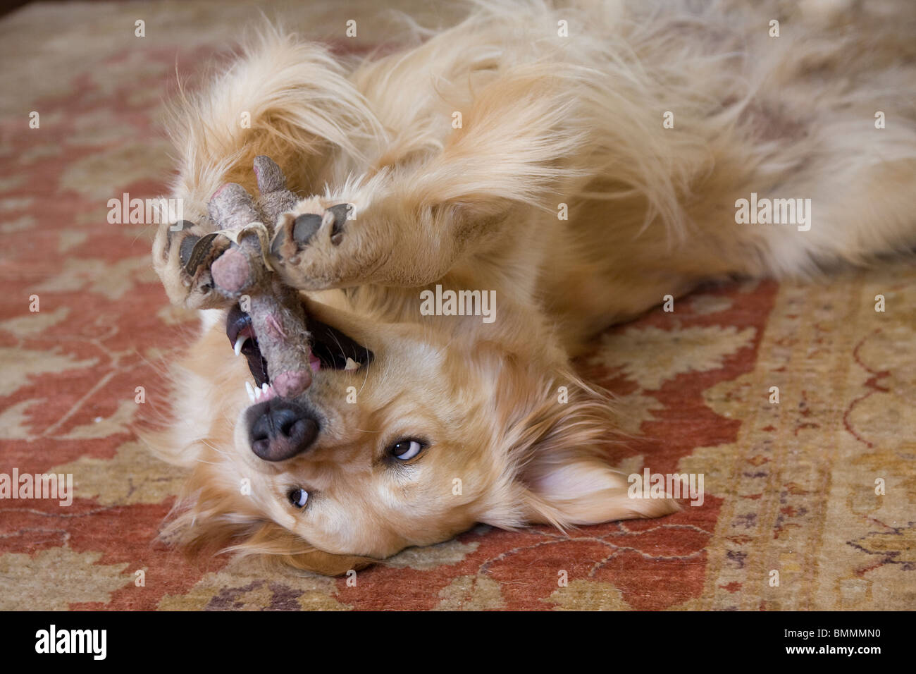 Golden Retriever Hund auf den Rücken Rollen und Lager Zähne