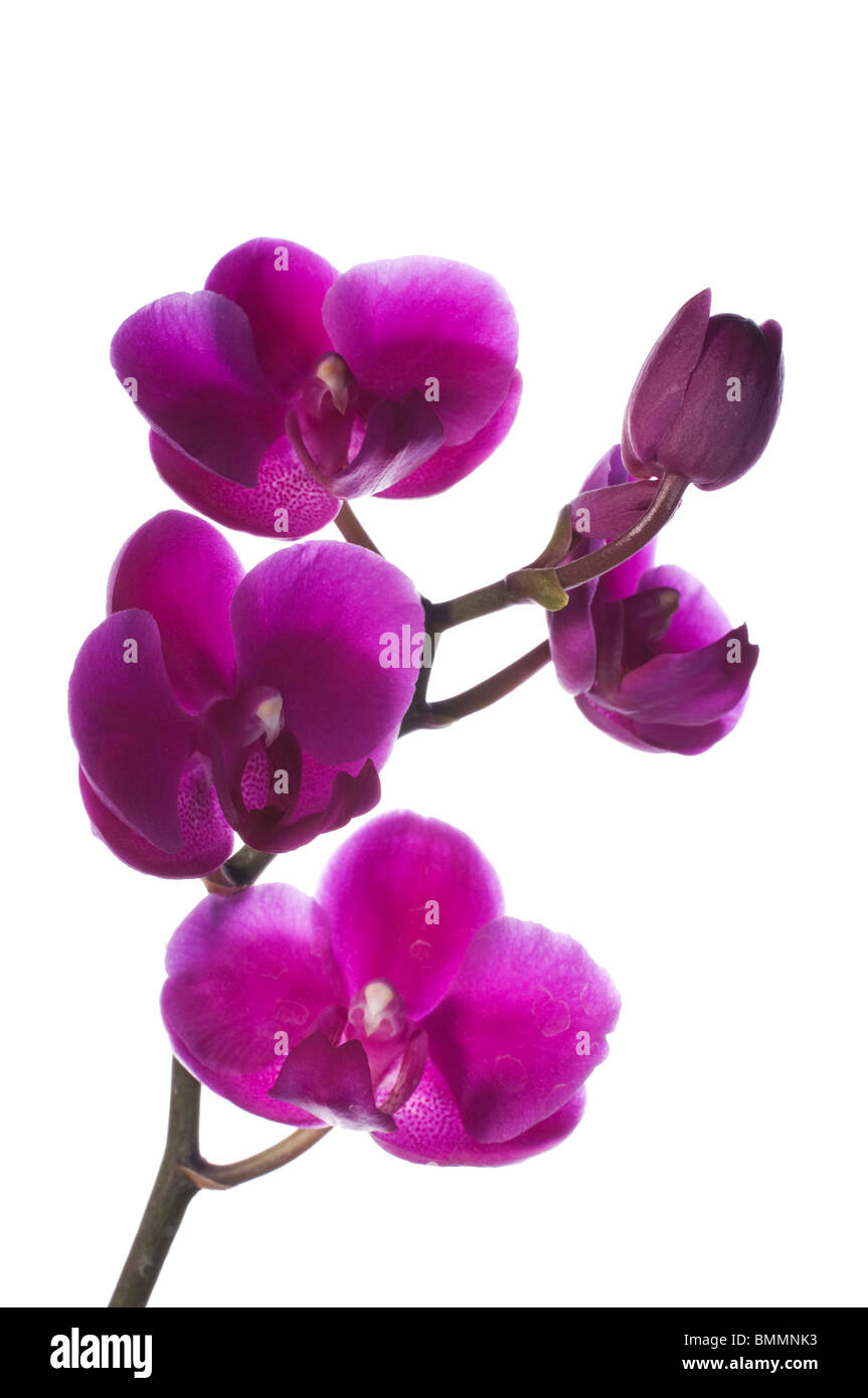 Orchideen Stockfoto