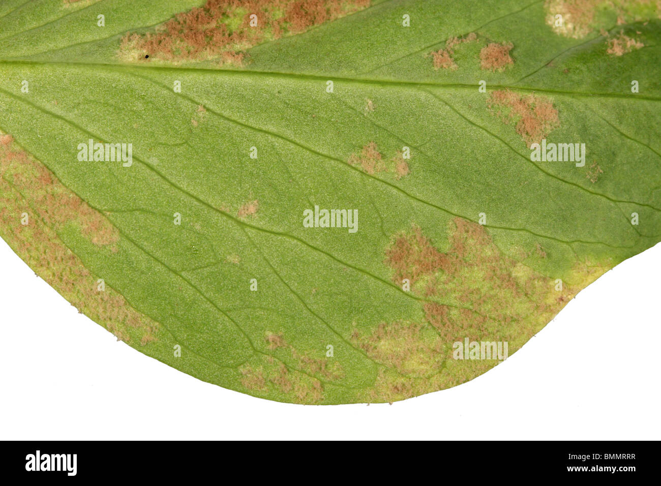 PEA falscher Mehltau (Peronospora Viciae) enge auf der Unterseite des Blatt Stockfoto