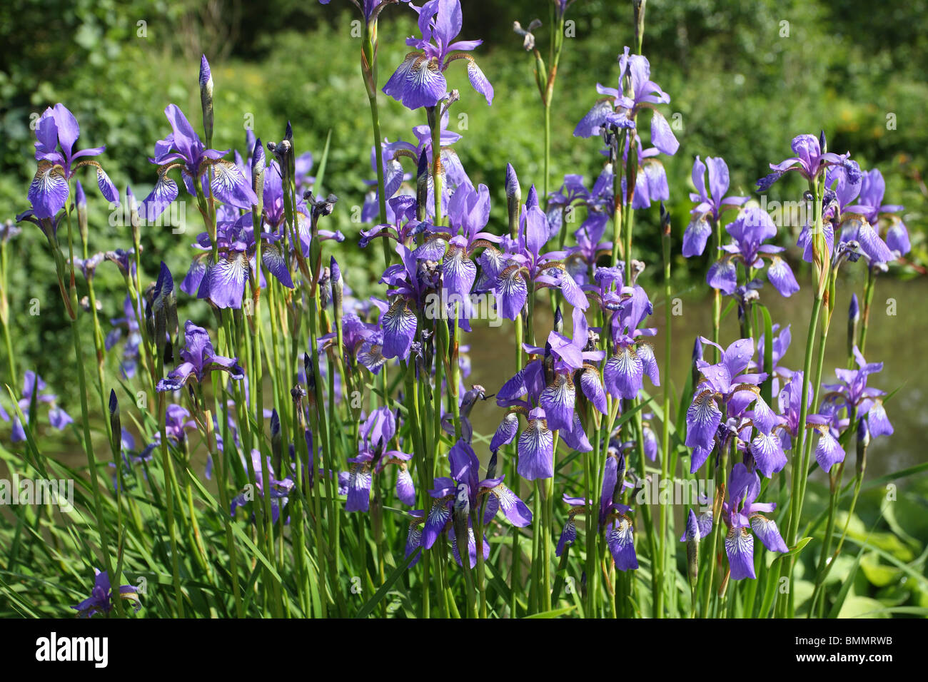 Iris sibirica blume Fotos und Bildmaterial in hoher Auflösung Alamy