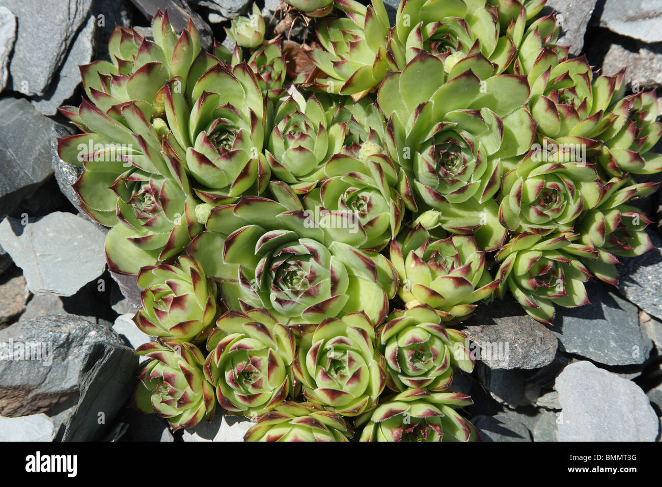 HAUSLAUCH (Sempervivum Tectorum) Pflanze wächst auf Boden Stockfoto