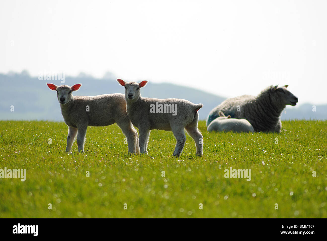 Lämmer in einem Feld in Dorset, England Stockfoto