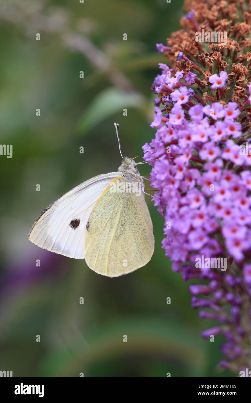 GROßE weiße (Pieris Brassicae) Einnahme von Nektar aus BUDDLIEA Blume Stockfoto