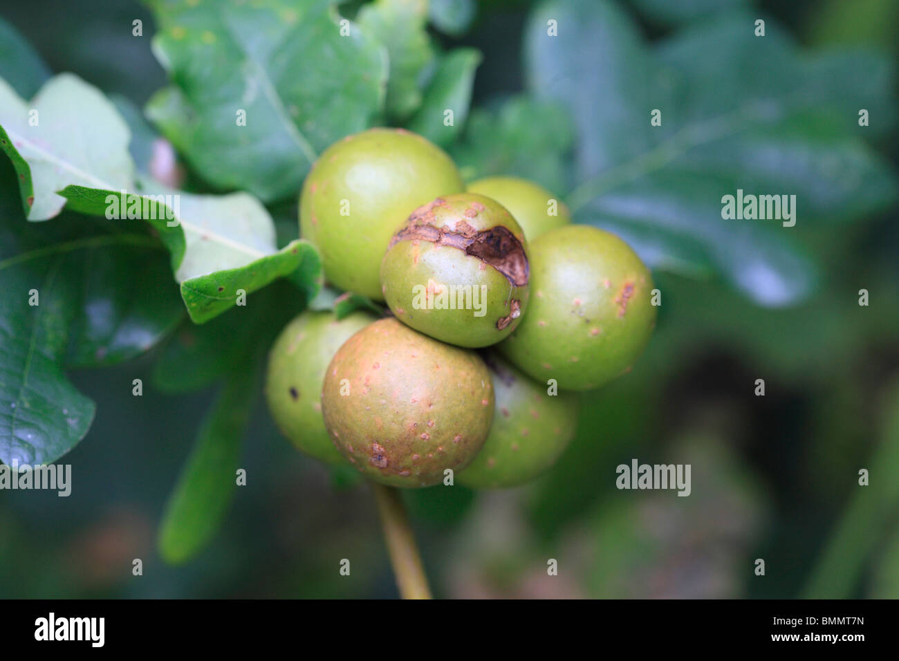 Eiche Marmor GALL (Andricus Kollari) GROUP ON OAK BRANCH Stockfoto