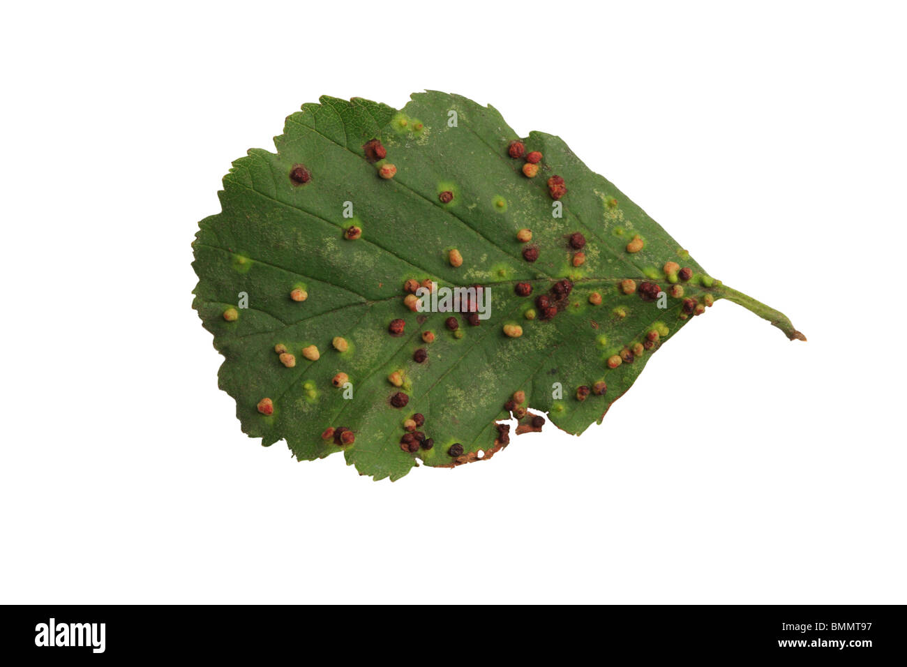 MITE GALL (Phytoptus Laevis Laevis) zeigt GALLS ON obere Oberfläche der Erle Blatt Stockfoto