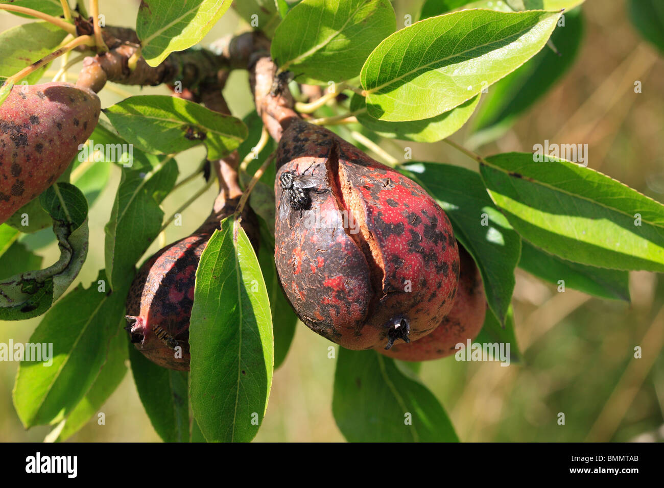 LEDRIGE Frucht ROT (Phytophthora Syringae) ON Birne Stockfoto