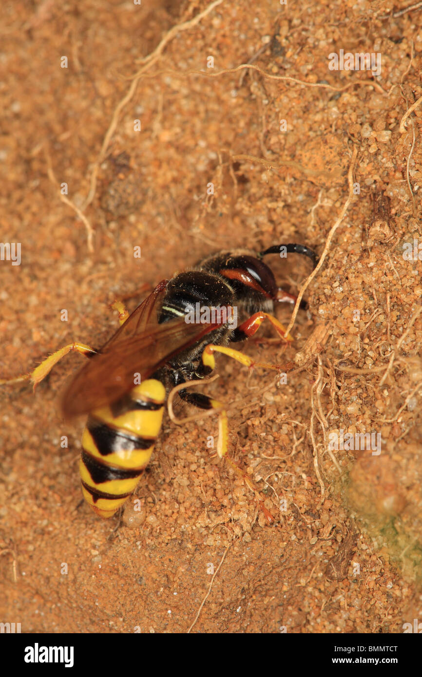 BEE KILLER WASP (Philanthus Triangulum) Graben Graben zurück Blick Stockfoto