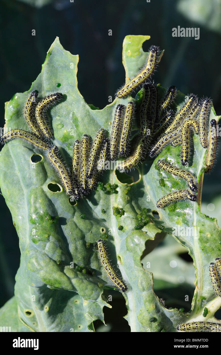GROßE weiße (Pieris Brassicae) Raupen ON KOHLBLATT Stockfoto