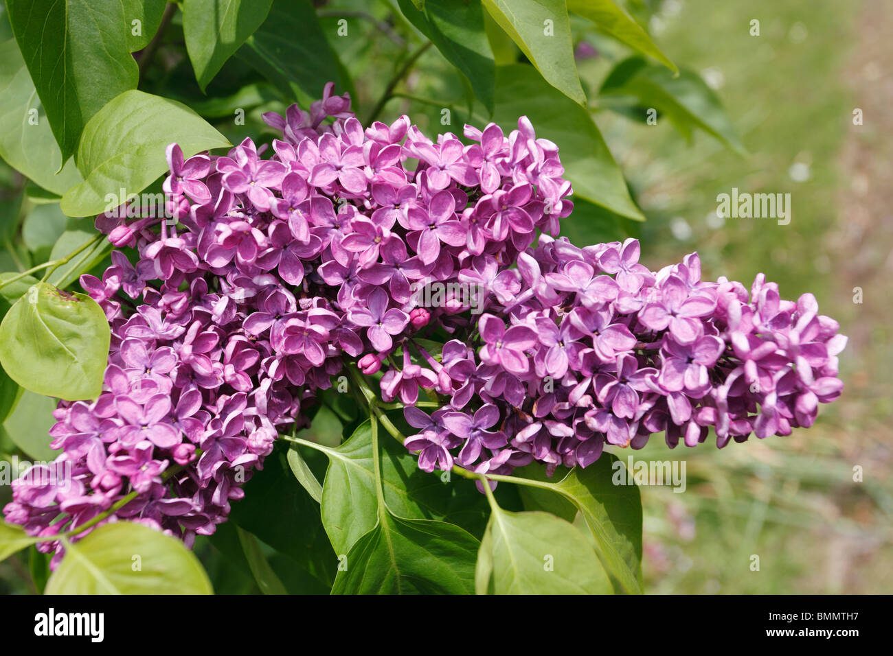 Gemeinsamen Flieder (Syringa Vulgaris) Nahaufnahme von Blumen Stockfoto