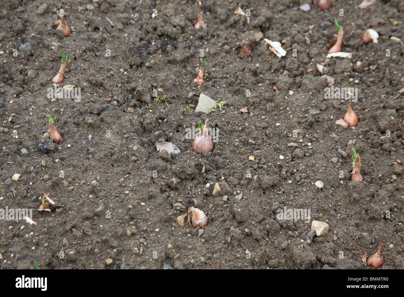 Schalotten Pesandor gepflanzt vor kurzem Lampen Stockfoto