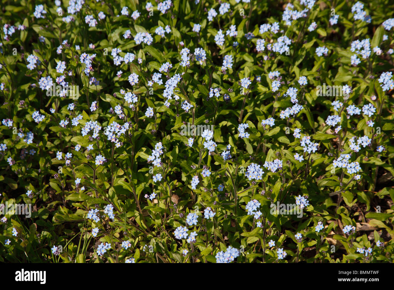 Vergißmeinnnicht () Pflanzen in Blüte Stockfoto